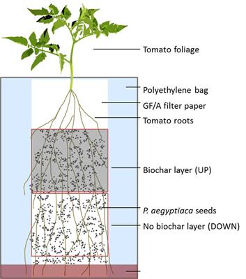 Non-chemical Control of Root Parasitic Weeds with Biochar